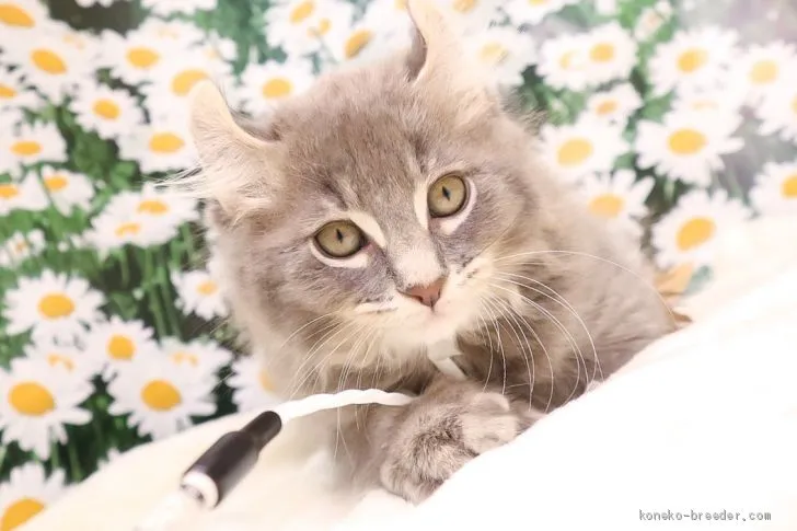 ID：2002-00440の子猫