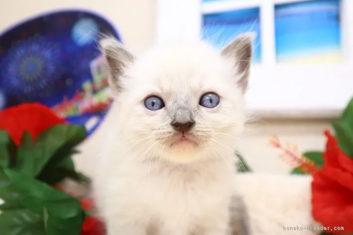 ID：2105-02644の子猫