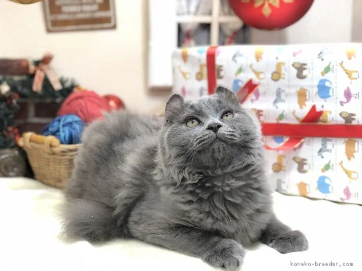 ID:1808-00555の子猫