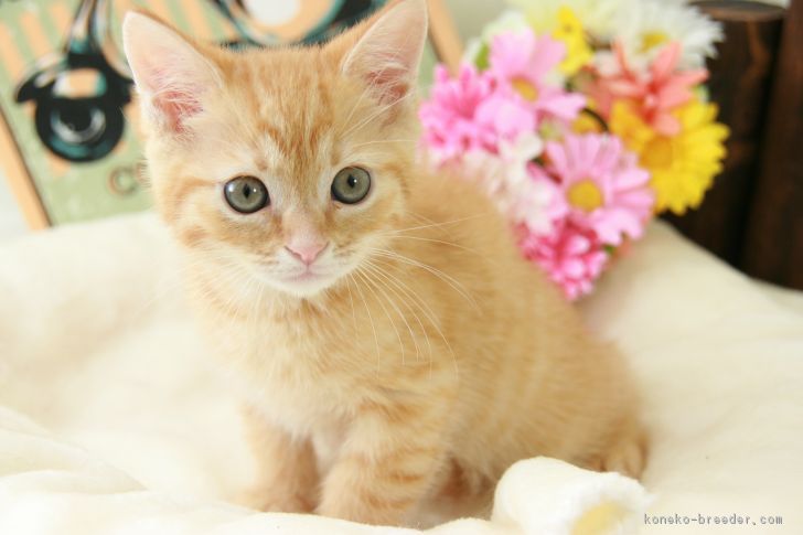 ID:1803-01263の子猫