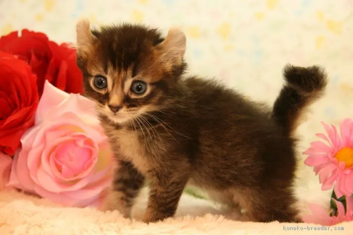 ID：1705-00159の子猫