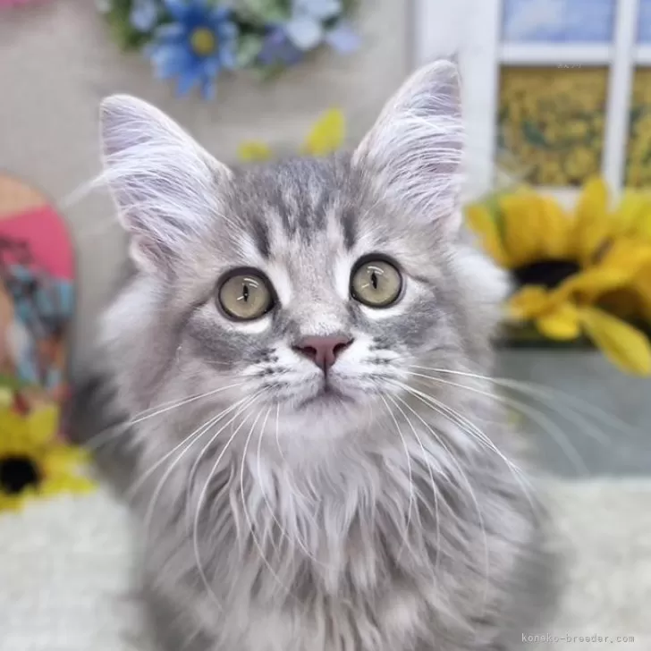 サイベリアン【茨城県・男の子・2024年4月17日・ブルータビー】の写真1「9/5現在：元気いっぱいで好奇心旺盛な男の子です！！抱っこするとゴロゴロいって嬉しそうです♡」