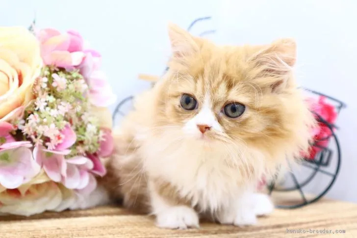 ID:2012-01734の子猫