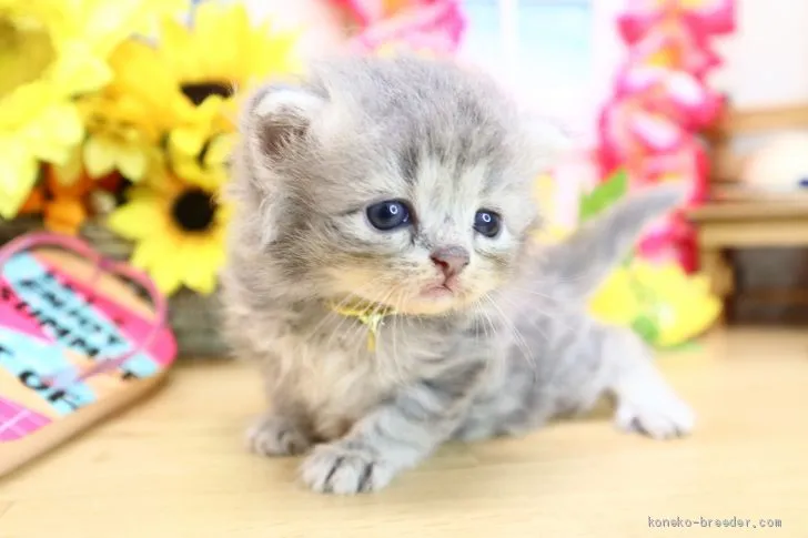 ID:2008-00152の子猫