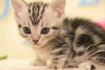 マンチカン【茨城県・男の子・2017年4月10日・シルバータビー】の写真「足の短いやんちゃな男の子♪」