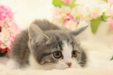 スコティッシュフォールド(立ち耳)【茨城県・男の子・2017年3月29日・ブルータビー&ホワイト】の写真「お遊び大好き♪」