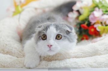スコティッシュフォールド(折れ耳)【茨城県・男の子・2016年12月28日・ブルータビー&ホワイト】の写真「初めて飼われる方にも安心なサイズに成長しました!!」