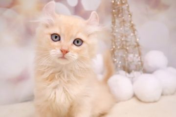 アメリカンカール【茨城県・男の子・2019年11月15日・クリーム（中長毛タイプ（長め））】の写真「かわいらしい男の子！」