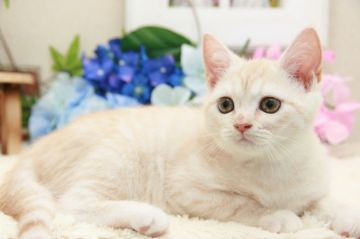 父:アメショ × 母:ブリティッシュ【茨城県・女の子・2018年3月10日・クリームタビー（短毛）】の写真「トイレしつけ済・ワクチン接種2回目済」