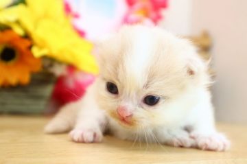 サイベリアン【茨城県・男の子・2020年7月16日・クリームタビー&ホワイト】の写真「テレビ電話での受付開始しました♪」