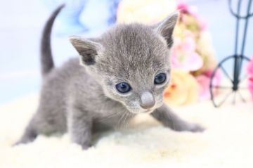 ロシアンブルー【茨城県・男の子・2020年3月16日・ブルー】の写真「コロナ対策として当猫舎からのご提案がございます。」