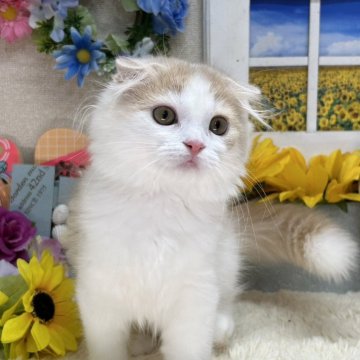 スコティッシュフォールド【茨城県・女の子・2024年6月2日・クリームタビー&ホワイト】の写真「甘えん坊さんでお探しならこの子！？」