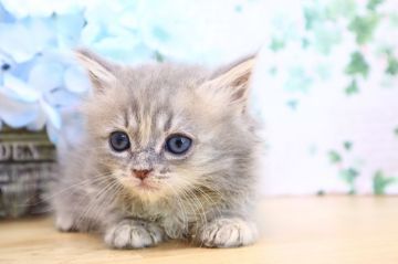 サイベリアン【茨城県・女の子・2020年5月7日・ブルータビー（長毛（大型猫種））】の写真「猫アレルギーの症状が出ない！？」