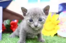 ロシアンブルー【茨城県・女の子・2021年5月9日・ブルー(青みがかったグレー色)】の写真1「6/8撮影：ロシアンブルーらしい美形なお顔立ち♪」