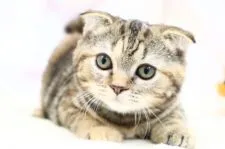 スコティッシュフォールド(折れ耳)【茨城県・女の子・2019年5月18日・ブラウンタビー】の写真1「凛々しいお顔つき…♪」