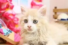 サイベリアン【茨城県・男の子・2020年5月10日・クリームタビー&ホワイト】の写真4「猫アレルギーでも飼育できる種類！？」