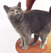 スコティッシュフォールド(折れ耳)【茨城県・女の子・2019年5月18日・ブラウンタビー】の写真4「お母さんのりんごちゃんです!」