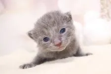 ロシアンブルー【茨城県・女の子・2020年1月20日・ブルー】の写真4「目が開いたばかりの頃のお写真です👀」