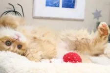 サイベリアン【茨城県・男の子・2021年9月20日・レッドタビー】の写真5「根っからの甘えん坊さん♪」