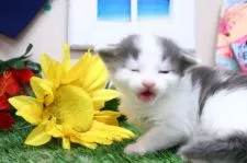 メインクーン【茨城県・男の子・2021年6月3日・ブルータビー&ホワイト】の写真5「事故画でもかわいい…！」