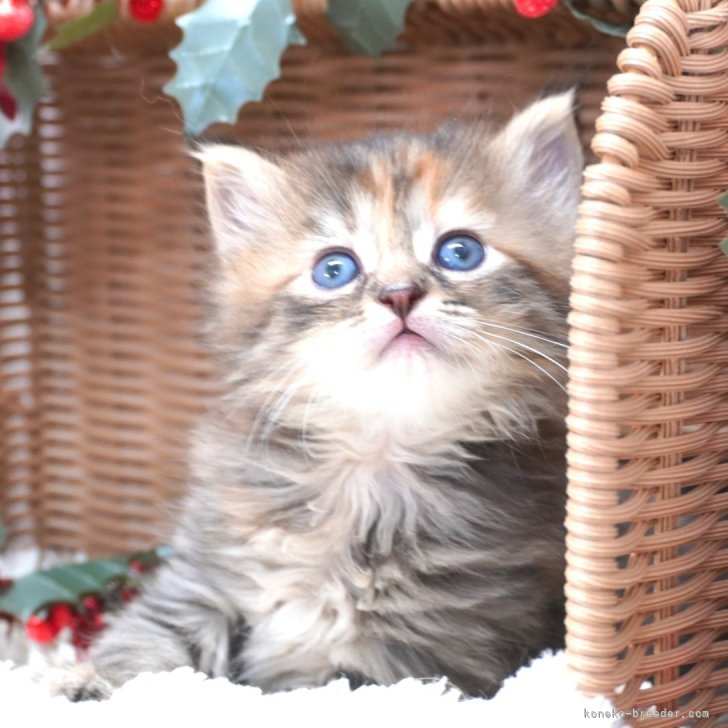 ブリーダー画像