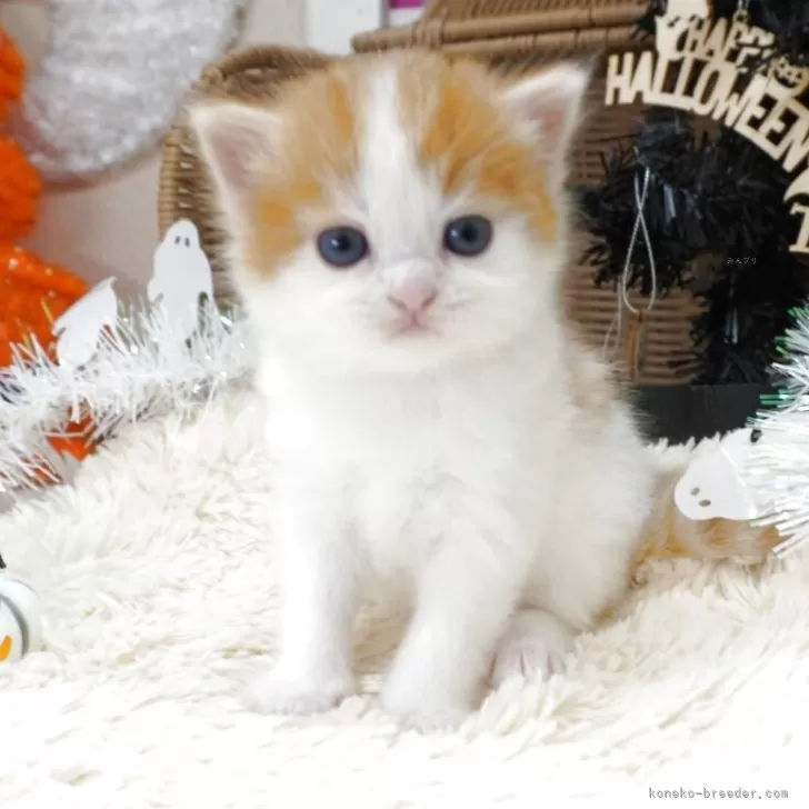 スコティッシュフォールド(立ち耳)【茨城県・男の子・2025年10月1日・レッド&amp;ホワイト】の写真1「11/12現在：兄弟の仲で、一番体つきがしっかりしている男の子です✨」