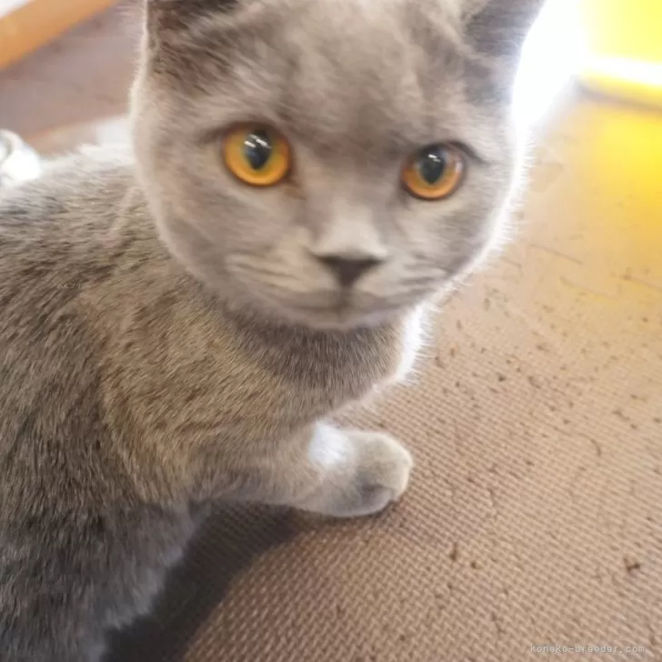 ブリティッシュショートヘア【茨城県・男の子・2025年7月1日・ブルータビー】の写真1「11/29現在：好奇心旺盛な性格で、元気いっぱいです！兄妹と遊ぶのが大好き💖」