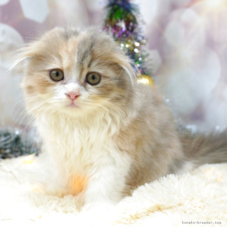 ブリーダー画像