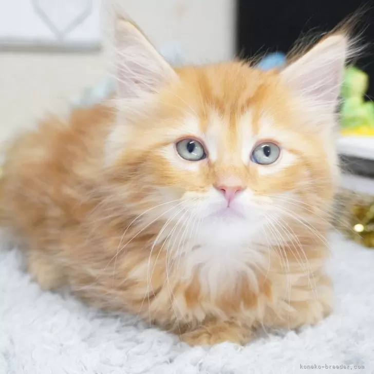 ID:2505-02025の子猫
