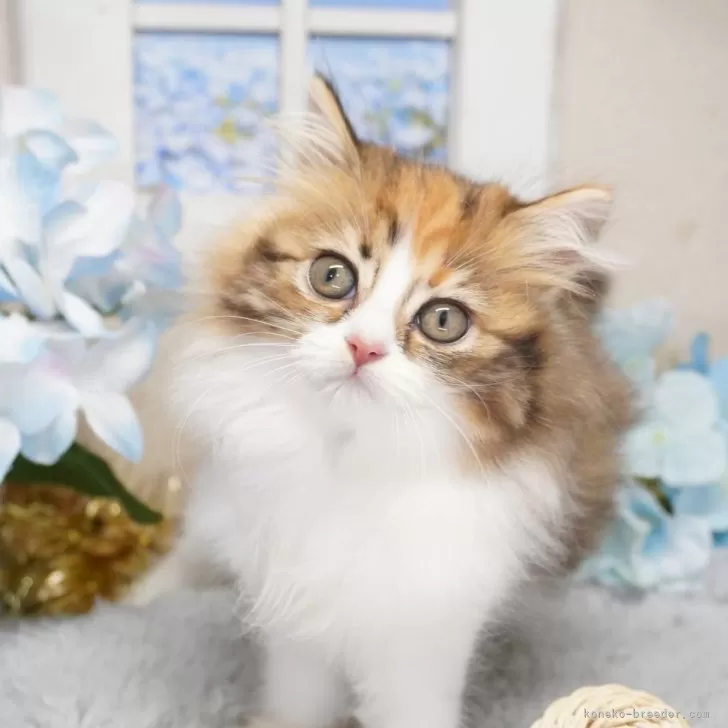 ID:2504-02033の子猫