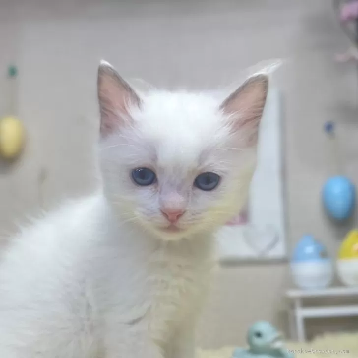 ID：2503-00850の子猫