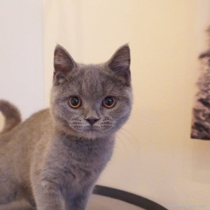 ブリーダー画像