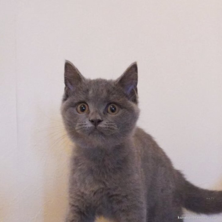 ブリーダー画像