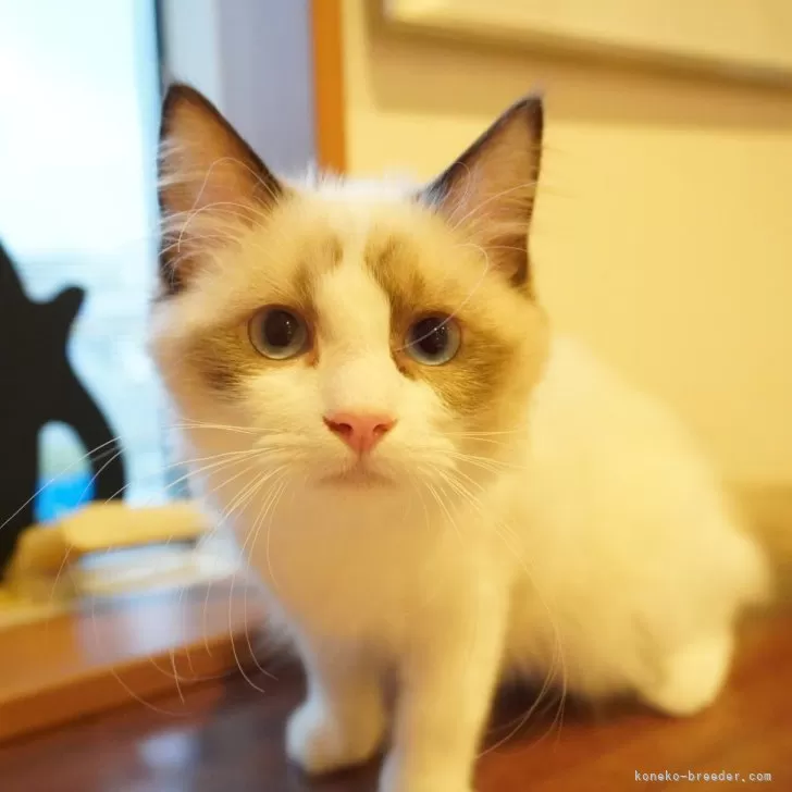 ID：2503-00846の子猫