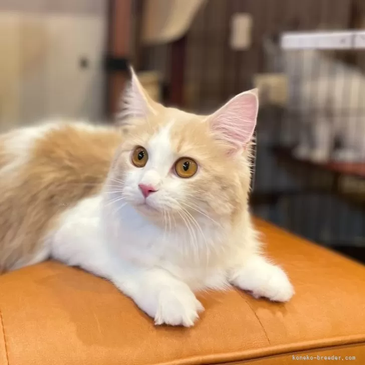 ID：2408-00294の子猫