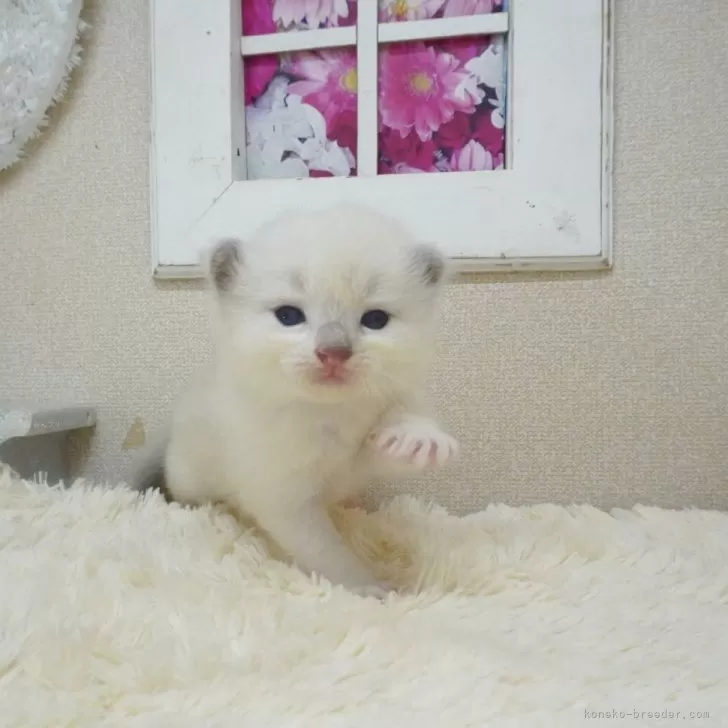 ラグドール【茨城県・女の子・2025年10月3日・ブルーポイントバイカラー】の写真1「10/30現在：ワンパクで好奇心旺盛な女の子♪」