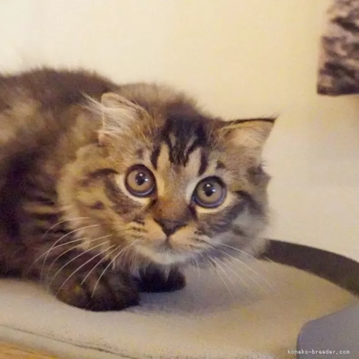 スコティッシュフォールド(折れ耳)【茨城県・男の子・2025年5月21日・ブラウンタビー】の写真1「10/10現在：ヤンチャな性格で、走ったりオモチャで遊んだりする事が大好きな子です😊♬」