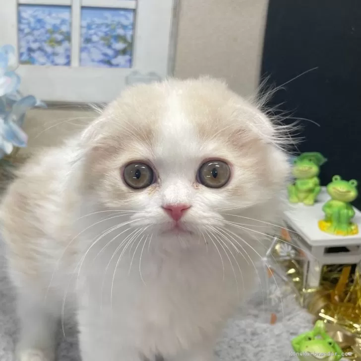 ID:2504-02031の子猫