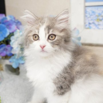 スコティッシュフォールド(立ち耳)【茨城県・女の子・2025年3月19日・ダイリュートキャリコ】の写真「甘えん坊さんでお探しならこの子！？」