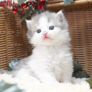 サイベリアン【茨城県・男の子・2025年10月13日・ブルーホワイト】の写真「ママ猫の見学OK！ご見学当日予約OK！」