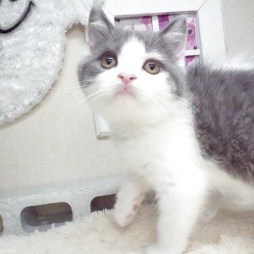 ブリティッシュショートヘア【茨城県・男の子・2025年7月1日・ブルータビー&ホワイト】の写真「保証・ﾜｸﾁﾝ代全て込みコミ😊ご見学のみ大歓迎！」