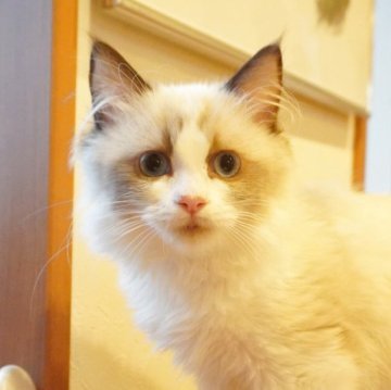 ラグドール【茨城県・女の子・2025年2月11日・シールポイントバイカラー】の写真「保証・ﾜｸﾁﾝ代全て込みコミ😊ご見学のみ大歓迎！」
