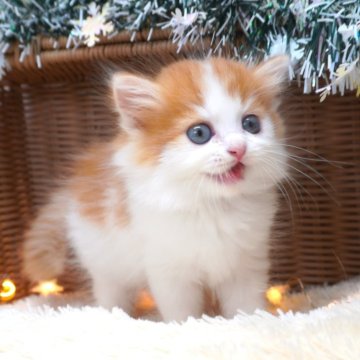 スコティッシュフォールド【茨城県・男の子・2025年10月1日・レッド&ホワイト】の写真「甘えん坊さんでお探しならこの子！？」