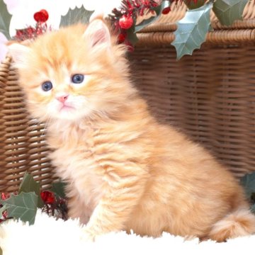 サイベリアン【茨城県・男の子・2025年10月8日・レッドタビー】の写真「ママ猫の見学OK！ご見学当日予約OK！」