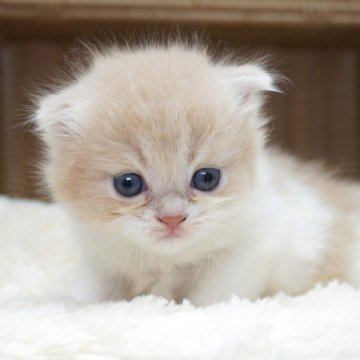 スコティッシュフォールド(折れ耳)【茨城県・女の子・2025年10月1日・クリームタビー&ホワイト】の写真「甘えん坊さんでお探しならこの子！？」