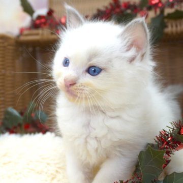 ラグドール【茨城県・男の子・2025年10月3日・ブルーポイントバイカラー】の写真「ママ猫の見学OK！ご見学当日予約OK！」