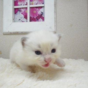 ラグドール【茨城県・女の子・2025年10月3日・ブルーポイントバイカラー】の写真「甘えん坊さんな女の子！」