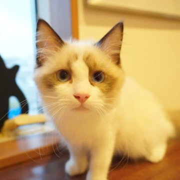 ラグドール【茨城県・男の子・2025年2月11日・シールポイントバイカラー】の写真「保証・ﾜｸﾁﾝ代全て込みコミ😊ご見学のみ大歓迎！」