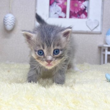 サイベリアン【茨城県・女の子・2025年4月18日・ブルー】の写真「甘えん坊さんでお探しならこの子！？」