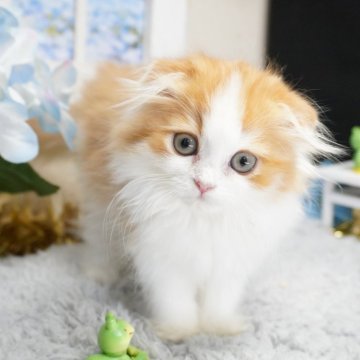 スコティッシュフォールド(折れ耳)【茨城県・男の子・2025年3月19日・レッド&ホワイト】の写真「甘えん坊さんでお探しならこの子！？」